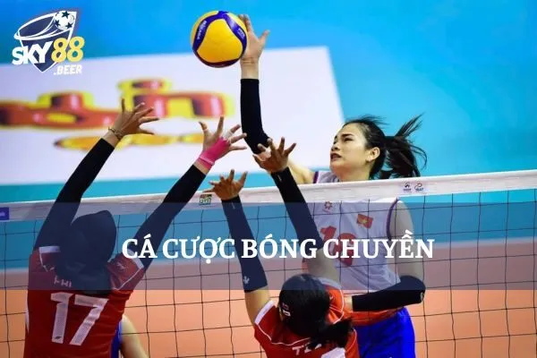 cá cược bóng chuyền